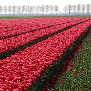 A farmer cuts tulips on a field near the city of Creil