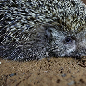 Sherman, the overweight hedgehog, sits in his cage at the Ramat Gan Safari Zoo