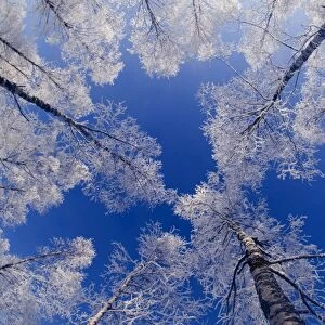 Silver Birch Trees Betula pendula covered in hoar frost Finland winter