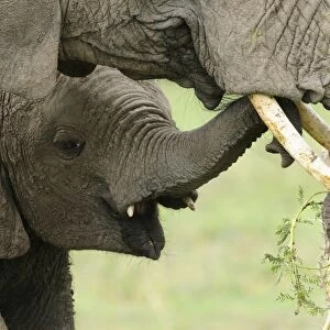African Elephant (Loxodonta africana) adult female with calf, close-up of heads, feeding on acacia branch, Masai Mara