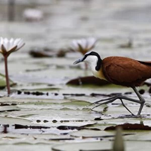 African Jacana, note the foot which is well Adapted for walking on lilies