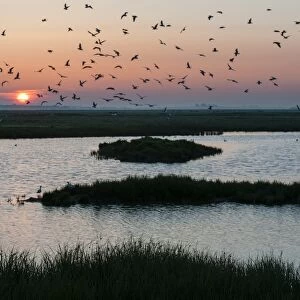 Black-headed Gull (Chroicocephalus ridibundus) flock, in flight over flooded grazing marsh habitat at sunrise