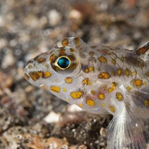 Blotched Goby (Coryphopterus inframaculatus) adult, close-up of head, resting on black sand, Lembeh Straits, Sulawesi