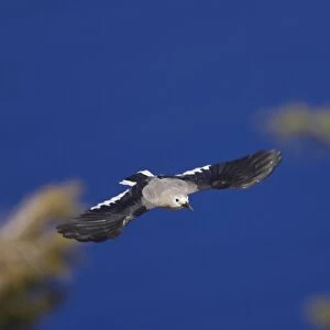Clarks Nutcracker (Nucifraga columbiana) adult, in flight over crater lake, Crater Lake, Crater Lake N. P. Oregon, U. S. A