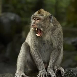 Crab-eating Macaque (Macaca fascicularis) immature male, yawning, Sacred Monkey Forest Sanctuary, Ubud, Bali