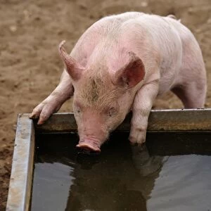 Domestic Pig, piglet, drinking from water trough in field on commercial freerange unit, Suffolk, England, April