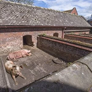 Domestic Pig, two sows, resting in old brick built sty, Cheshire, England, May