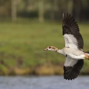 Egyptian Goose (Alopochen aegyptiacus) introduced species, adult, in flight, River Thames, Thames Valley, Oxfordshire, England, april