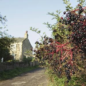 Elder (Sambucus nigra) close-up of berries, growing in hedgerow beside country lane, with house in background, Thorner