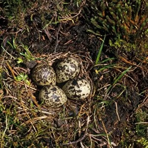 Eurasian Golden Plover (Pluvialis apricaria) four eggs in nest