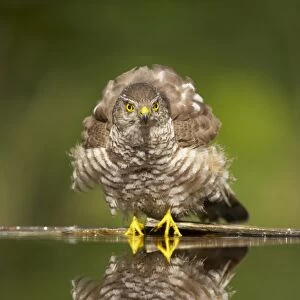 Eurasian Sparrowhawk (Accipiter nisus) adult female, with ruffled feathers, standing at edge of forest pool, Hungary