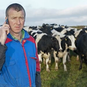 Farmer in field on mobile telephone, with herd of cattle in background, England, november