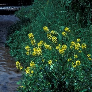 Flower - Cress Winter (Barbarea vulgaris) In flower next to water