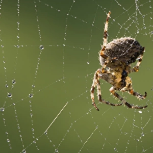Garden Orb Spider (Araneus diadematus) adult female, on dew covered web, Leicestershire, England, october