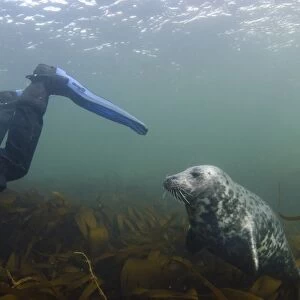 Grey Seal (Halichoerus grypus) pup, fin nibbler swimming behind scuba diver over kelp bed underwater, Farne Islands