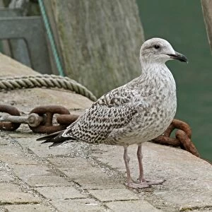 Herring Gull (Larus argentatus) immature, standing on coastal quay, West Sussex, England, september