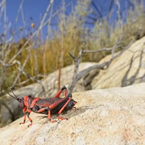 Koppie Foam Grasshopper (Dictyophorus spumans) adult, resting on rock, South Africa, February