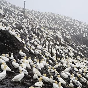 Northern Gannet (Morus bassanus) adults and chicks, nesting colony on volcanic plug island shrouded in mist and rain