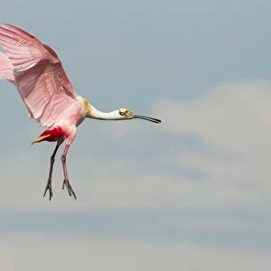 Roseate Spoonbill (Ajaia ajaja) adult, in flight, High Island, Bolivar Peninsula, Galveston County, Texas, U. S. A. april