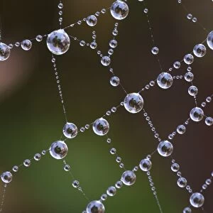 Spider web covered with dew drops at dawn, Italy, november