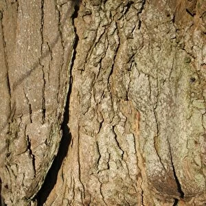 Sycamore (Acer pseudoplatanus) close-up of bark, Thornham Magna, Suffolk, England, october