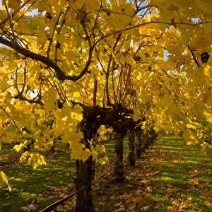 Vineyard on wine estate, row of grape vines with leaves in autumn colour, Napa Valley, near St
