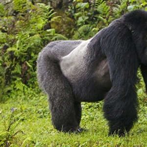 Africa. Rwanda. Akarevuro, a Mountain Gorilla (Gorilla gorilla beringei) and No 2