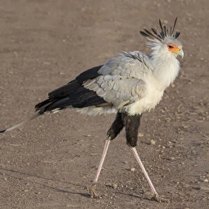 Africa, Tanzania, Ngorongoro Crater. Secretary Bird (Sagittarius serpentarius)