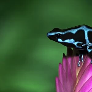 Blue and black Poison Dart Frog, Panama Blue, (Dendrobates auratus)