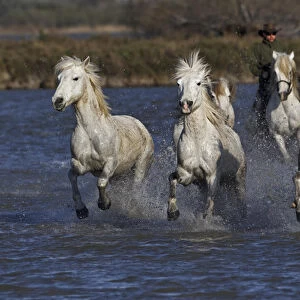 Camargue horses running through marshy wetland of the Camargue, southern France