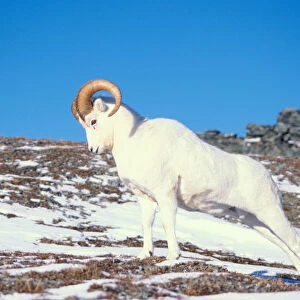 dall sheep, Ovis dalli, ram on a snow-covered hillside in Denali National Park, interior