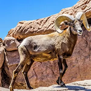 Desert Bighorn Sheep, Sonora Desert Museum, Tucson, Arizona
