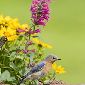Eastern bluebird female on fence near flower garden Marion County, Illinois
