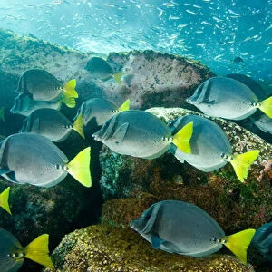 Ecuador, Bartholome Island, Galapagos Islands National Park, Schooling Yellowtail Surgeonfish