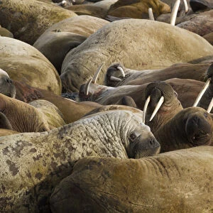 Europe, Norway, Svalbard, Torellneset. Group of walruses resting