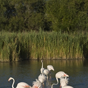 France, Camargue, Parc Naturel Regional de Camargue. Greater Flamingos search the