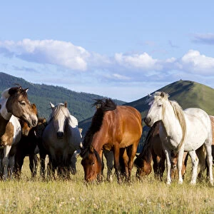 Horses being herded by riders. Mongolia