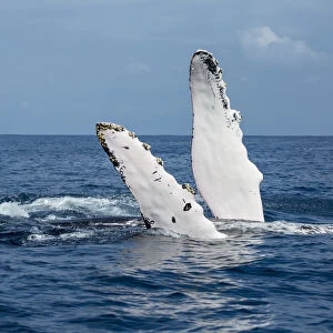 A humback whale floats on its back while displaying its pectoral fins on the surface of blue water of the Silver Bank, Dominican Republic