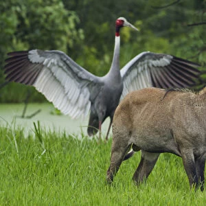 Indian Saras Crane, chasing away the Bluebull, Keoladeo National Park, India