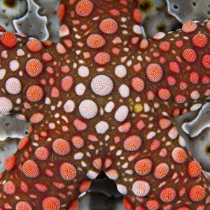 Indonesia, Raja Ampat. Partial view of colorful sea star over a sea cucumber. Credit as