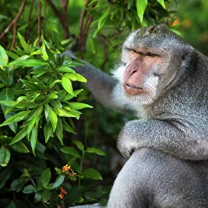 Kuta Selatan, Bali, Indonesia. A monkey sits watching in Uluwatu