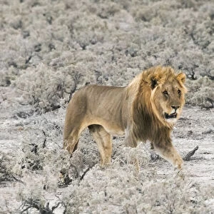 Lion in Etosha National Park. Oshikoto Region, Namibia