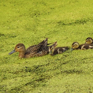 Mallard Female and Ducklings in Algae, Ridgefield National Wildlife Refuge, Ridgefield