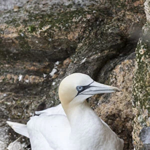 Northern Gannet (Morus bassanus) in the cliffs of Hermaness bird reserve on the island of Unst