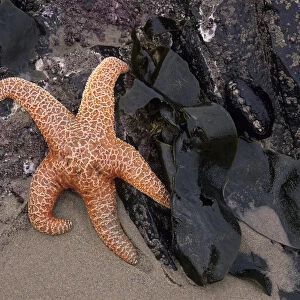 OR, Oregon Coast, Bandon, Ochre sea star and kelp