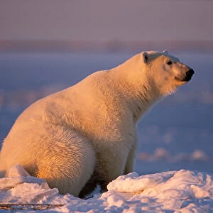 polar bear, Ursus maritimus, sitting on the frozen pack ice at sunset, 1002 coastal