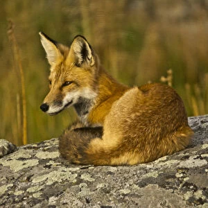 Red Fox, resting, rock, Lamar Valley, Yellowstone National Park, Wyoming, USA