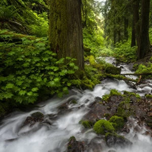 Soft moving stream through a canyon of forest