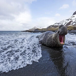South Georgia Island, Right Whale Bay. Male elephant seal makes dominance call
