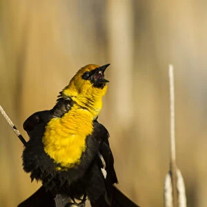 USA, California, Tule Lake National Wildlife Refuge. Yellow-headed blackbird singing